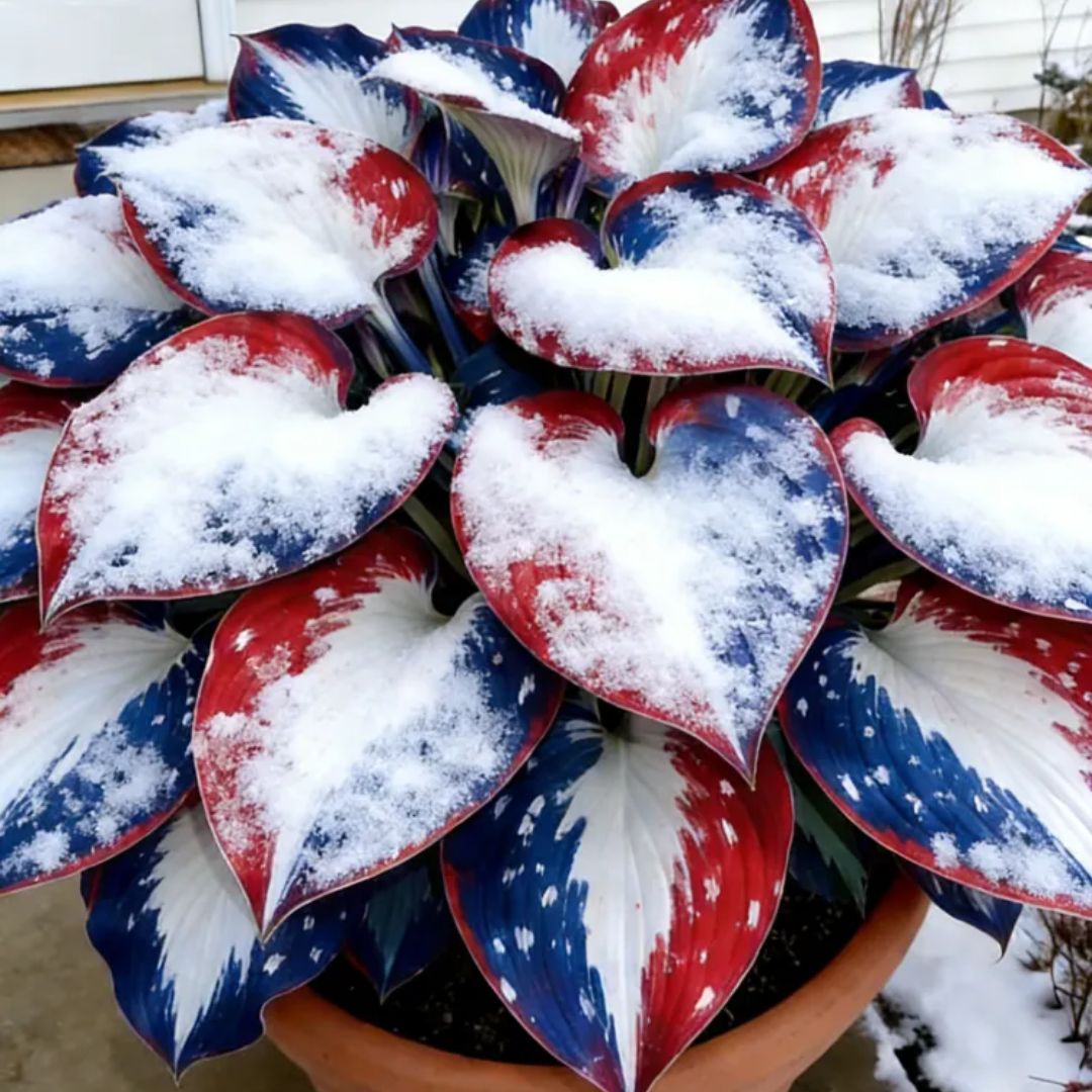 🎉Last Day Sale Off 40%🎉Celebrate America's 250th 🌱Premium Shade-Loving Hosta Seeds